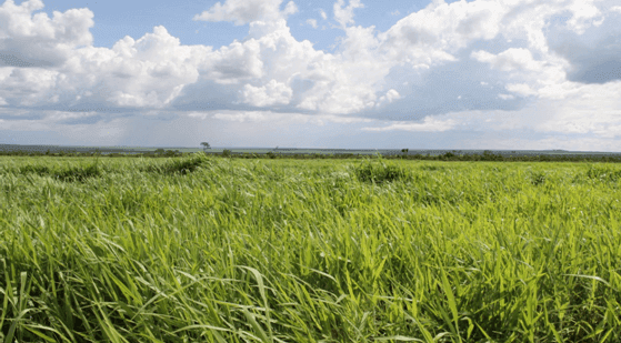 Semente de Braquiária Ruziziensis Incrustada